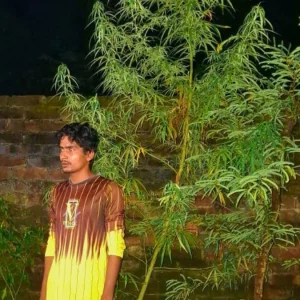 বাড়ির উঠানে গাঁজা গাছ লাগিয়ে পাতা বিক্রিতে তরুণ