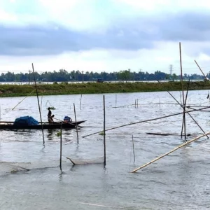 সিরাজগঞ্জে অসময়ের বৃষ্টিতে প্রাকৃতিক মাছের উৎপাদন ব্যাহতের শঙ্কা