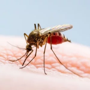 ডেঙ্গু আক্রান্ত হয়ে হাসপাতালে ভর্তি আরও ৬৫৯