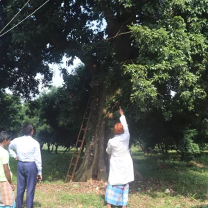 ইতিহাস আর বিস্ময়ের এক জীবন্ত প্রতীক ২০০ বছর পুরোনো লিচু গাছ
