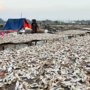 শুঁটকি মৌসুমে দুবলারচরে জেলেদের উৎসব