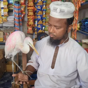 গুইসাপের আক্রমণ থেকে রক্ষা করা বকটি এখন হেমায়েতের নিত্যসঙ্গী