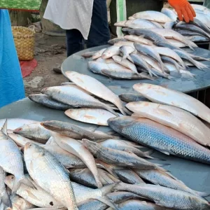 মুন্সীগঞ্জে আবারও ইলিশের রাজত্ব, চড়া দরে ক্ষুব্ধ ক্রেতারা