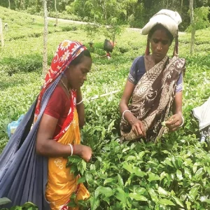 চা-বাগানে বাড়ছে শিক্ষিত বেকারের সংখ্যা 