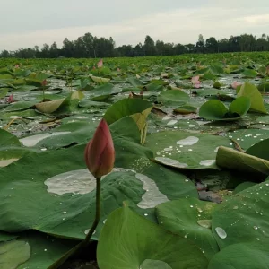 ইসির প্রতীক তালিকায় যুক্ত হলো ‘শাপলা কলি’