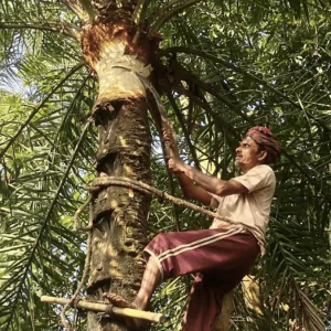 চারঘাটে খেজুর গাছের রস সংগ্রহের প্রস্তুতিতে ব্যস্ত গাছিরা