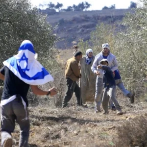 পশ্চিম তীরে ফিলিস্তিনি কৃষকদের জলপাই চুরি করছে ইসরায়েলিরা