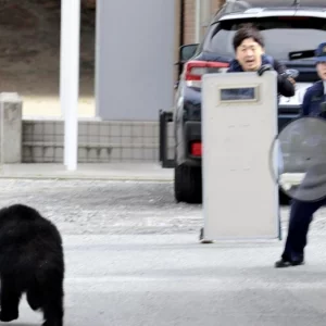 জাপানে ভালুক দমনে বিশেষ তহবিল বরাদ্দ করে শিকারি নিয়োগের পরিকল্পনা