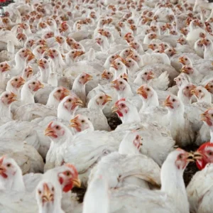 ৭ দফা দাবি না মানলে শনিবার থেকে মুরগি–ডিম উৎপাদন বন্ধ: বিপিএ