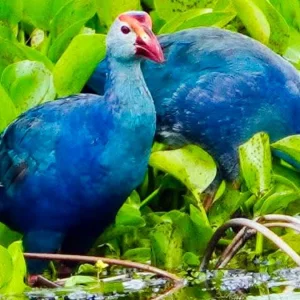 বিলঝিলে সুর আর সৌন্দর্য ছড়ায় জলচর কালিম