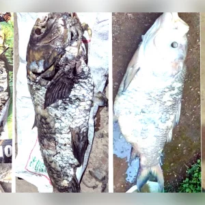 হালদা নদীতে আবারও মরে ভেসে উঠল মা কাতলা