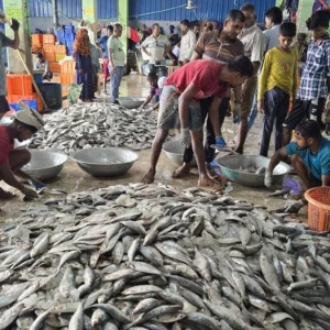 মধ্যরাত থেকে শুরু হচ্ছে জাটকা ইলিশ শিকারে নিষেধাজ্ঞা