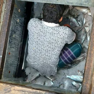 বঙ্গোপসাগরে ১ টানে ধরা পড়েছে ১৪০ মণ ইলিশ