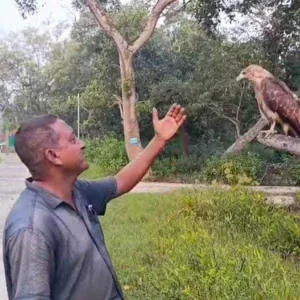 বন কর্মকর্তার সঙ্গে প্রতিদিন নাস্তা করে ঈগল