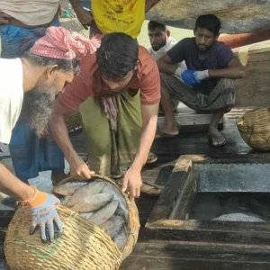 এক টানে জালে উঠল ১৫০ মণ ইলিশ, ৪০ লাখে বিক্রি