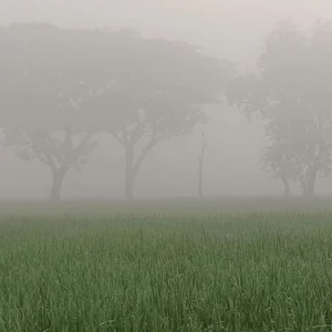 দিনাজপুরে ঘন কুয়াশা ও শীত, সূর্যের দেখা নেই