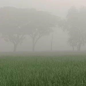 দিনাজপুরে ঘন কুয়াশা, শীতের আমেজ