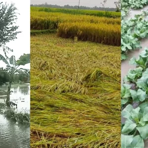 ‘মোন্থার’ প্রভাবে টানা বর্ষণ: ডুবেছে ফসলি জমি, ভেসে গেছে মাছ