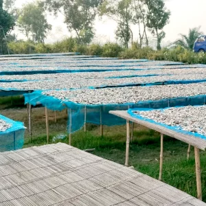 চলনবিলের শুটকি যাচ্ছে দেশ-বিদেশে, ব্যস্ত সময় পার করছেন ব্যবসায়ীরা