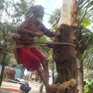 শীতের আগমনী বার্তা, তালায় খেজুরগাছ পরিচর্যায় ব্যস্ত গাছিরা