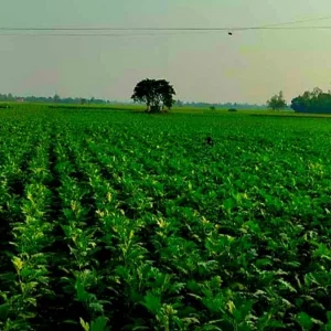 ব্রহ্মপুত্র চরাঞ্চলে বেড়ে উঠছে কৃষকের ‘টাকার গাছ’