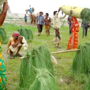 চরের ঘাস নয়, চরের জীবন ‘কাইশা’