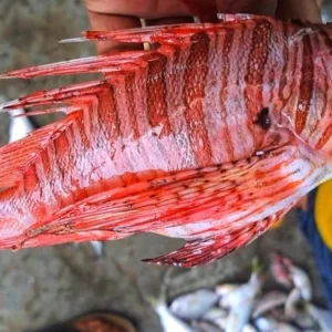 কুয়াকাটায় জেলের জালে ধরা গভীর সাগরের ‘রঙিন আতঙ্ক’