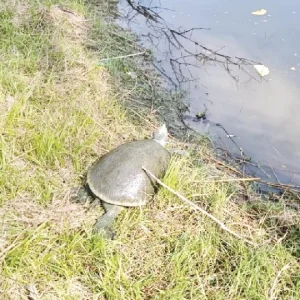 প্রকৃতিতে ফিরছে একসময়ের বিলুপ্ত প্রায় দৈত্যকচ্ছপ