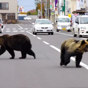 ভাল্লুকের উপদ্রব ঠেকাতে জাপানে সেনা মোতায়েন