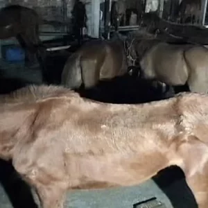 গাজীপুরে ৩৭টি রুগ্ন ঘোড়া ও ৫ মণ ঘোড়ার মাংস উদ্ধার