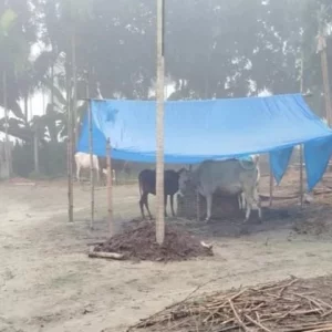 কুয়াশায় ঢাকা উত্তর জনপদে শীতের আগমনী বার্তা