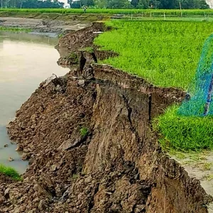এবার কাটাখালি গ্রামে যমুনার তীব্র ভাঙন, দিশেহারা গ্রামবাসী