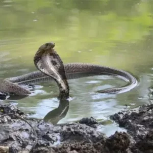 চট্টগ্রামে সাপের অতি উপদ্রব, পাঁচ মাসে ১৫ মৃত্যু