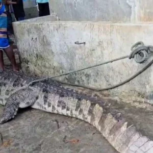 স্থানীয়দের ফাঁদে অবশেষে ধরা পড়লো পদ্মার শাখা নদীর সেই কুমির