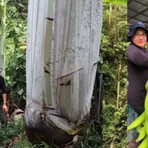 ৬০ ফুট লম্বা গাছের ১২ ইঞ্চি কলা