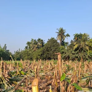 রাতের আঁধারে কেটে ফেলা হলো কৃষকের ১০০০ কলাগাছ