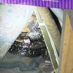 রাজধানীর বহুতল ভবন ও পার্কিংয়ে দেখা মিলছে সাপ