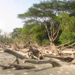 বিলীন হবার পথে বরগুনার টেংরাগিরি বন