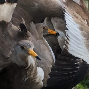 চিতলমারী-মোল্লাহাটে অবাধে চলছে অতিথি পাখি শিকার