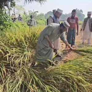 ভোট চাইতে গিয়ে কৃষকের ধান কেটে দিলেন মুফতি আমির হামজা