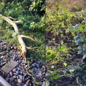 ফেনীতে গাছ কেটে রেললাইনে ফেলে নাশকতার চেষ্টা