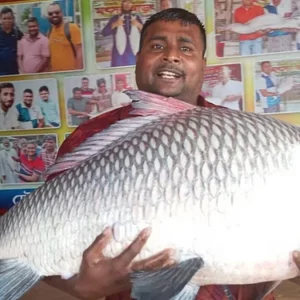 পদ্মার ২৩ কেজি ওজনের কাতলার দাম ৬২ হাজার টাকা