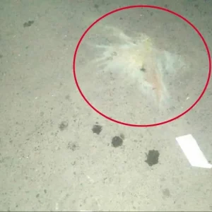 ঢাকার বিমানবন্দর এলাকায় দুটি ককটেল বিস্ফোরণ