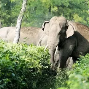 দেড় দশকে রাঙ্গামাটিতে হাতির আক্রমণে ৩৬ জনের মৃত্যু