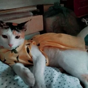 বরিশালে দায়ের আঘাতে বিড়ালের পা ভেঙে দিলেন নারী, থানায় অভিযোগ