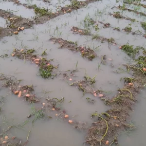 বগুড়া ও রংপুরে হঠাৎ বৃষ্টি, আলুর ব্যাপক ক্ষতির আশঙ্কা