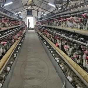 মুরগির মাংস ও ডিমের বাজারে সিন্ডিকেটের অভিযোগ পোল্ট্রি মালিকদের