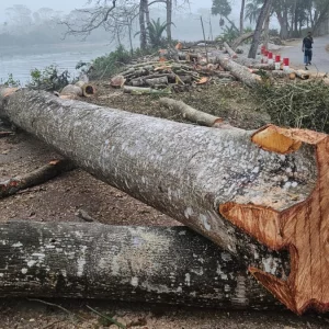 ১৬০টি কাটার পর স্থগিত হলো ২ হাজার গাছ কাটার প্রকল্প