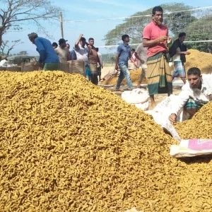 সমতলে বাড়ছে পাহাড়ি হলুদের কদর, বাণিজ্য প্রায় ৩০০ কোটি টাকার