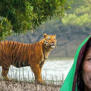 সংসদে ‘বাঘ বিধবা’ ভাতা চালুর দাবি গাজী নজরুল ইসলাম এমপির